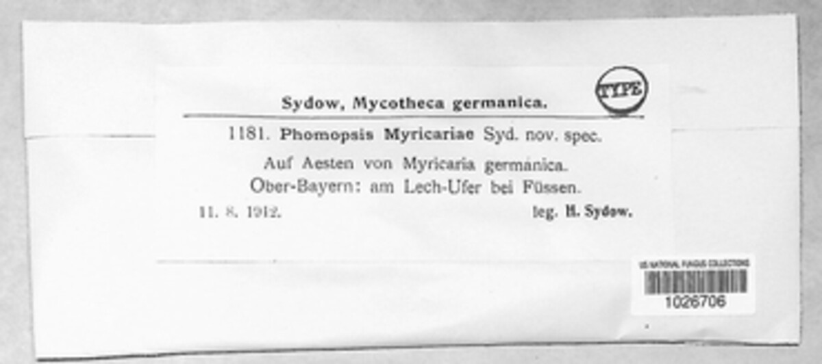 Phomopsis myricariae image